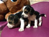 Beagle Safkan Yavrular Uzun Kulaklı
