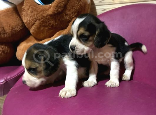 Beagle Safkan Yavrular Uzun Kulaklı görsel