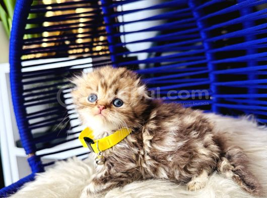 Şampiyon Kan Hattından Scottish Longhair Golden Tabby görsel