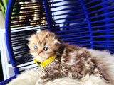 Şampiyon Kan Hattından Scottish Longhair Golden Tabby
