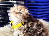 Şampiyon Kan Hattından Scottish Longhair Golden Tabby
