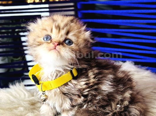 Şampiyon Kan Hattından Scottish Longhair Golden Tabby