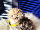 Şampiyon Kan Hattından Scottish Longhair Golden Tabby