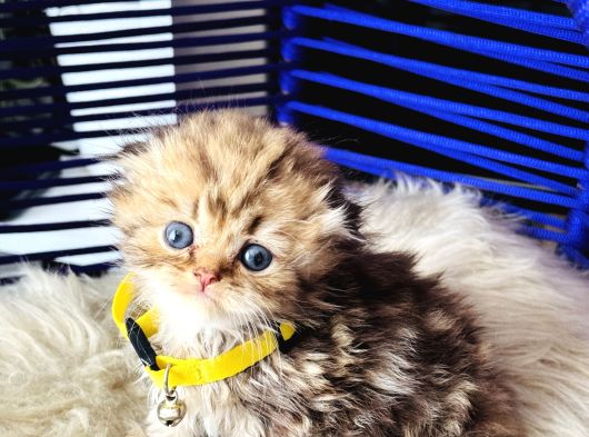 Şampiyon Kan Hattından Scottish Longhair Golden Tabby görsel
