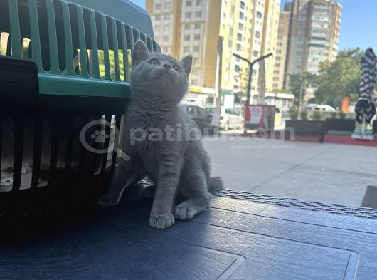 Çok Tatlı Oyuncu British Shorthair Yavrumuz görsel