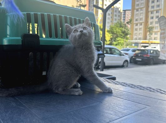 Çok Tatlı Oyuncu British Shorthair Yavrumuz görsel