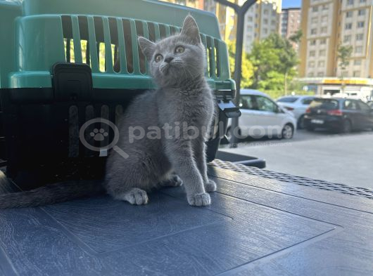 Çok Tatlı Oyuncu British Shorthair Yavrumuz