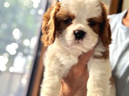 Biblo gibi cavalier King Charles bebek