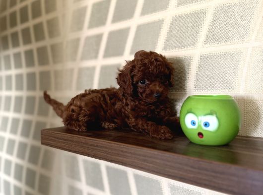 En koyusunu İsteyene Dark Redbrown Erkek Kore Toy Poodle
