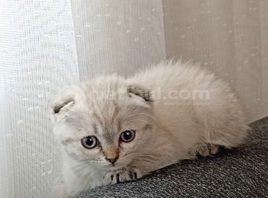 Wc Eğitimli Sağlıklı görsel