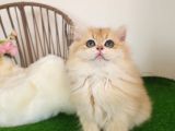 Safkan British Longhair Golden Güzeller Güzeli Kız
