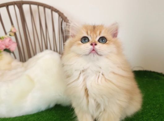 Safkan British Longhair Golden Güzeller Güzeli Kız görsel