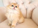 Safkan British Longhair Golden Güzeller Güzeli Kız