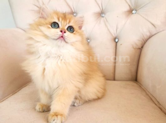 Safkan British Longhair Golden Güzeller Güzeli Kız görsel