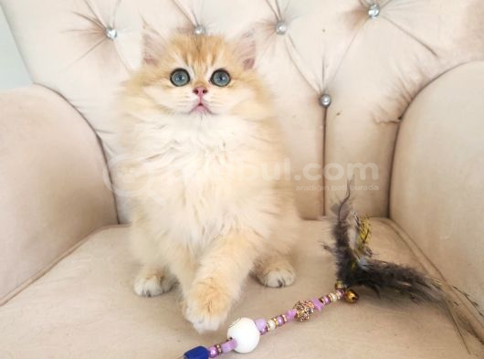 Safkan British Longhair Golden Güzeller Güzeli Kız görsel