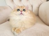 Safkan British Longhair Golden Güzeller Güzeli Kız