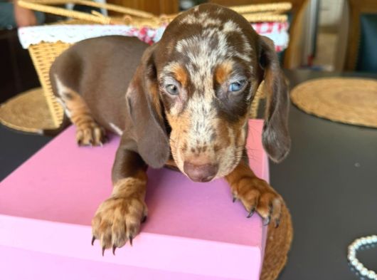 Dachshund Yavrularımız görsel
