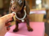 Dachshund Yavrularımız