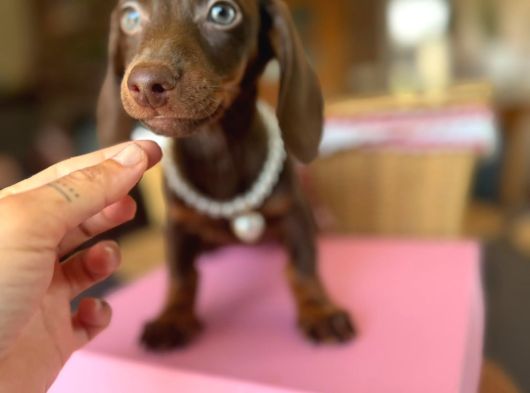 Dachshund Yavrularımız görsel