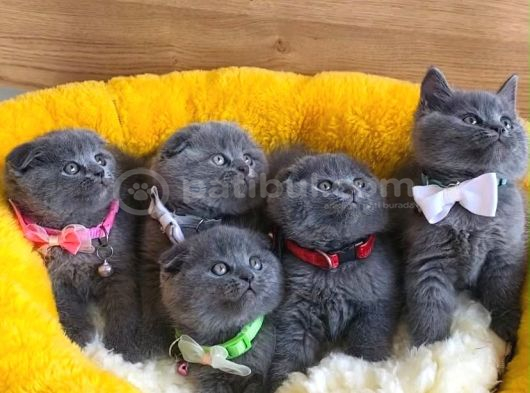 Ayı Suratlı Blue Scotısh Fold Bebeklerim görsel