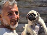 Mükemmel  Kalite Pug Moğs  Yavruları Burkemden