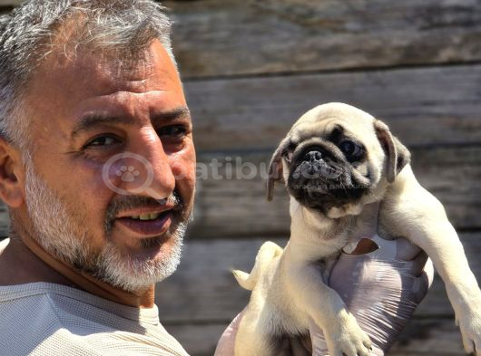 Mükemmel  Kalite Pug Moğs  Yavruları Burkemden görsel