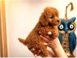 Toy Poodle Red Erkek Dişi Yavrular Sağlıklı Aşılı 3 Aylık