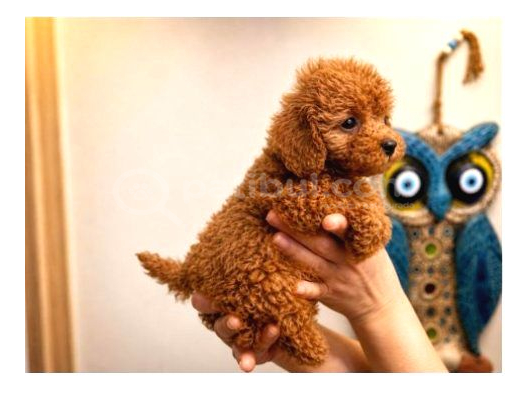 Toy Poodle Red Erkek Dişi Yavrular Sağlıklı Aşılı 3 Aylık görsel