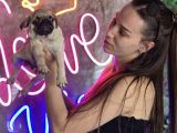Irk Garantili Sağlıklı Pug Bebekler
