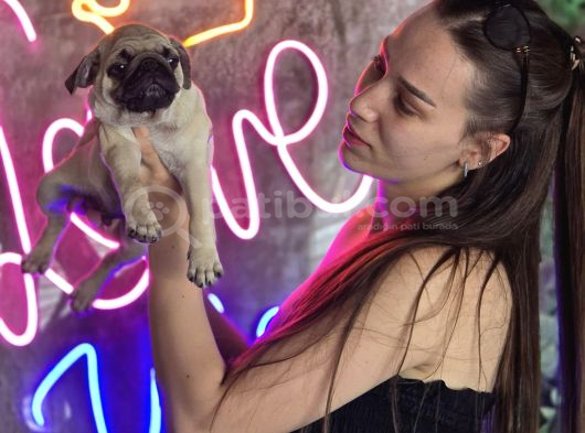 Irk Garantili Sağlıklı Pug Bebekler görsel