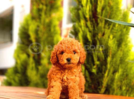 Red Toy Poodle Yavrular görsel