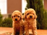 Red Toy Poodle Yavrular
