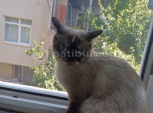 Acil Ücretsi̇z Sahi̇plendi̇rme görsel