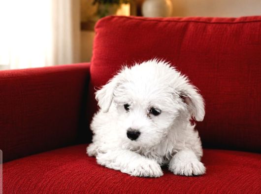 Maltese Terier Yavrularimiz