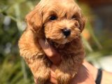 Mini Maltipoo Yavrular