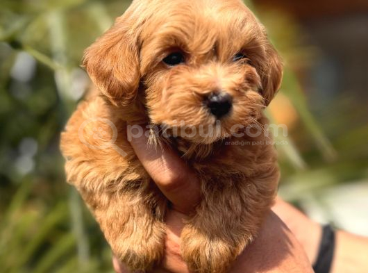 Mini Maltipoo Yavrular görsel
