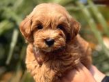 Mini Maltipoo Yavrular