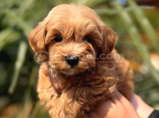 Mini Maltipoo Yavrular