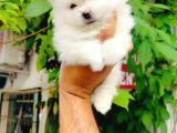 A Kalite Pomeranian Yavruları