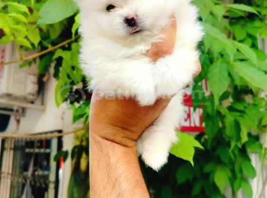 A Kalite Pomeranian Yavruları görsel