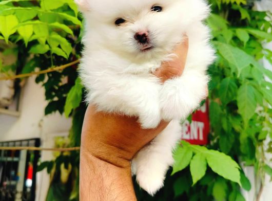 A Kalite Pomeranian Yavruları