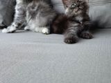 Maincoon Yavrular Dev