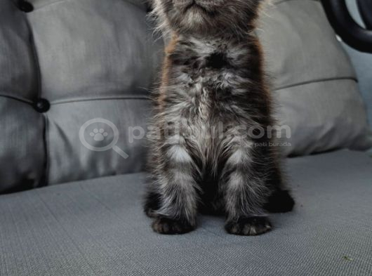 Maincoon Yavrular Dev görsel