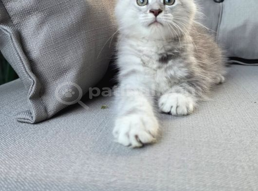 Maincoon Yavrular Dev görsel