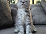 Maincoon Yavrular Dev