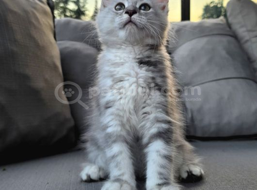 Maincoon Yavrular Dev görsel