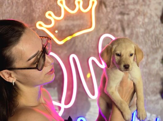Sağlık Ve Irk Garantili Labrador Retriever görsel