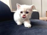 Safkan British Shorthair Yavrularımız