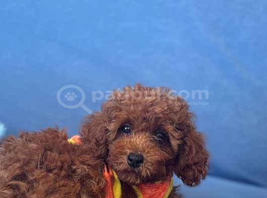Irk Garantili Toy Poddle İstanbul görsel