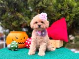 Mini Maltipoo Üst Kalite Yavrular
